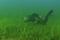 Sukeltaja kuvaa vihertäviä heiniä meren pohjassa